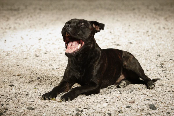 Yawning Staffordshire terrier toro —  Fotos de Stock