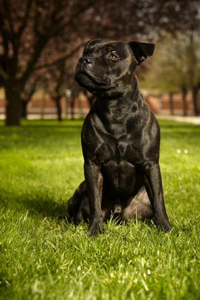 Bonito Staffordshire touro terrier — Fotografia de Stock
