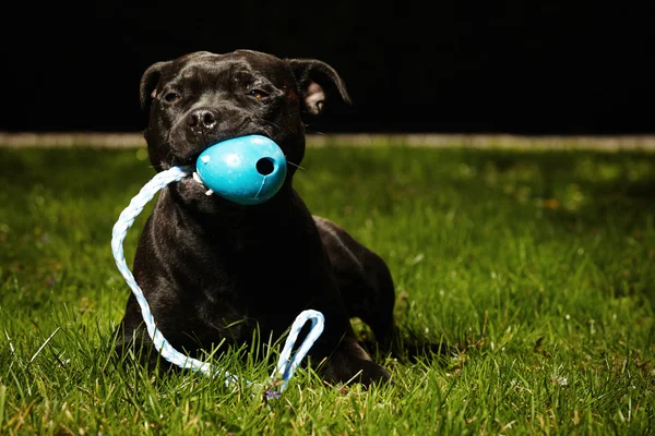 Staffordshire bull terrier z zabawkami — Zdjęcie stockowe