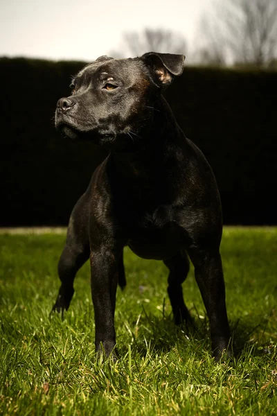 Staffordshire bull terrier v parku — Stock fotografie