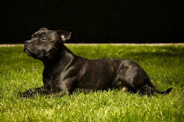 Staffordshire bull terrier in spring grass — Stock Photo, Image