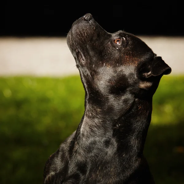 Retrato de Staffordshire touro terrier — Fotografia de Stock