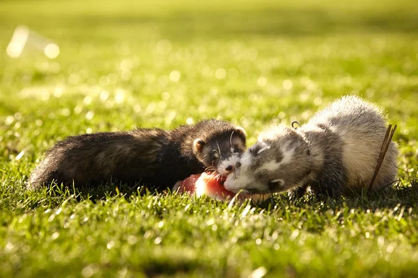 Two ferrets sharing melon — Stock Photo, Image