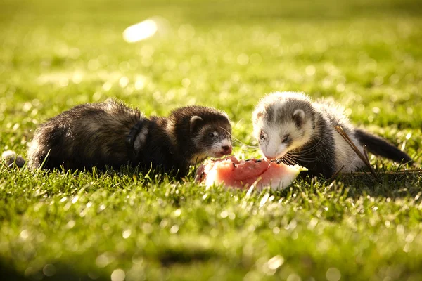 Two ferrets with watermelon