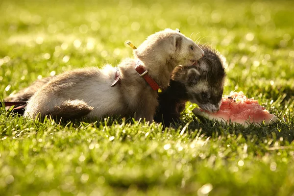 Nice ferrets sharing melon — Stock Photo, Image
