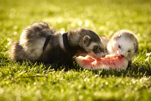 Spring day in park - ferrets eating melon