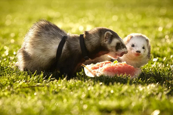 Ferrets sharing water melon — Stock Photo, Image