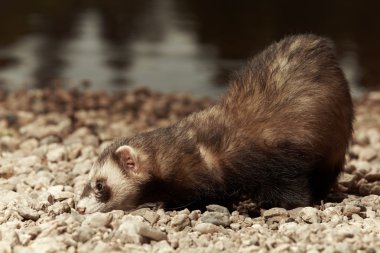 Gelincik çocuk keşfetmek zemin