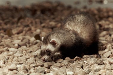 Doğal renklerde güzel yaban gelinciği