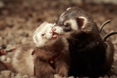 Birkaç yaban gelinciği