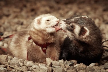 Yaban gelinciği öpüşme