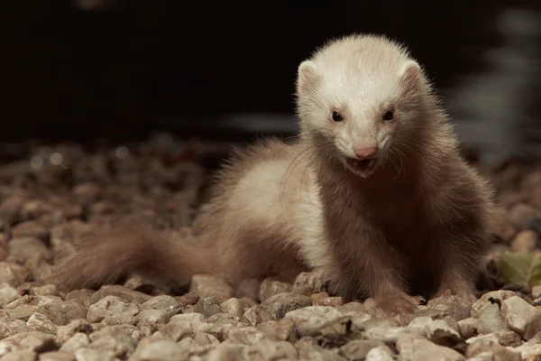 Wajah musang yang lucu — Stok Foto