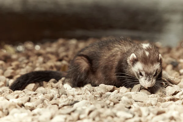 Mooi ferret op kiezelstrand — Stockfoto