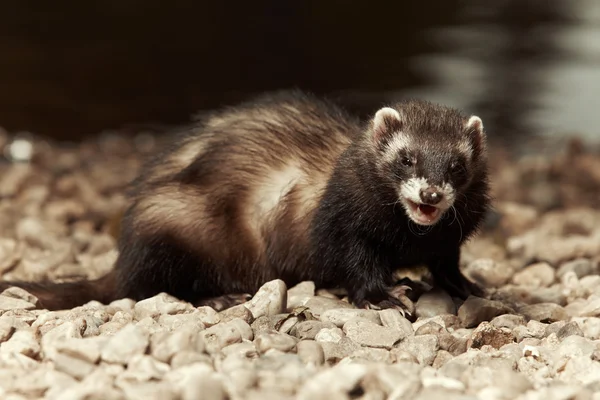 Ferret on beach — Stock Photo, Image