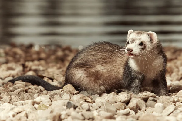 Silver ferret beauty on beach — Stock Photo, Image