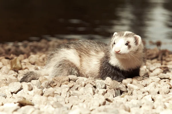 Ferret on summer portrait — Stock Photo, Image