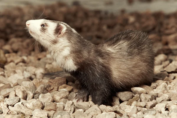 Ferret in de buurt van lake — Stockfoto