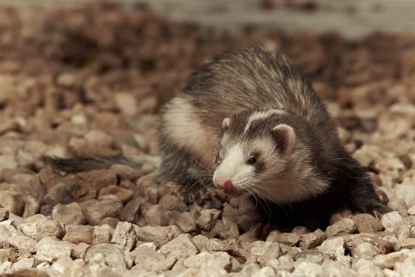 Mooie ferret op strand — Stockfoto