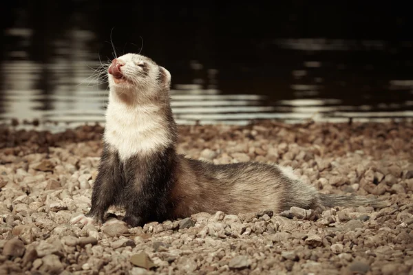 Nice ferret male outdoor — Stock Photo, Image