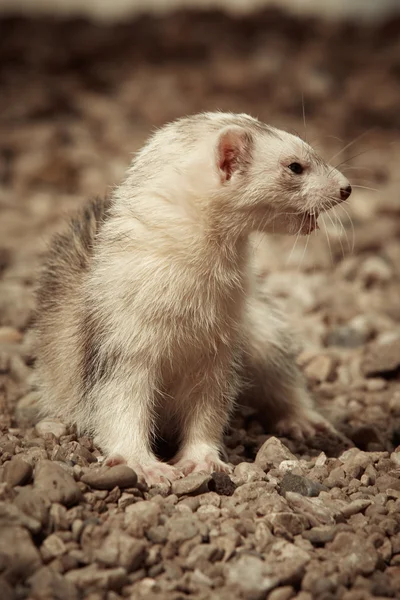 Silver ferret — Stock Photo, Image