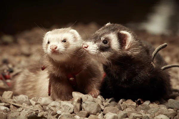 Dua Ferrets — Stok Foto