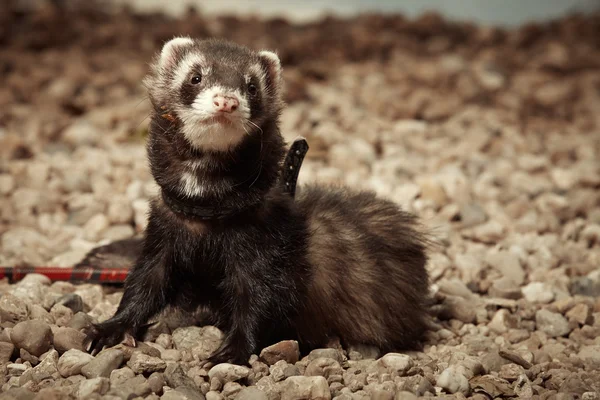 Ferret male in cellar — Stock Photo, Image