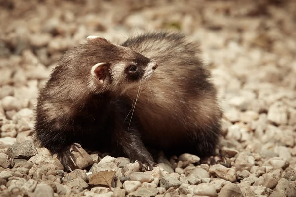 Ferret di pantai — Stok Foto