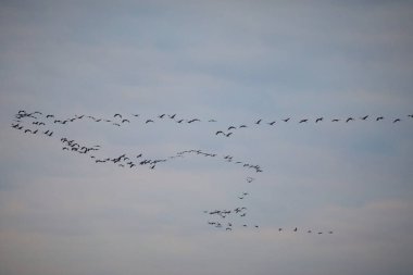 Macaristan 'ın kırsal kesimindeki gece konumuna uçan geniş turna grupları
