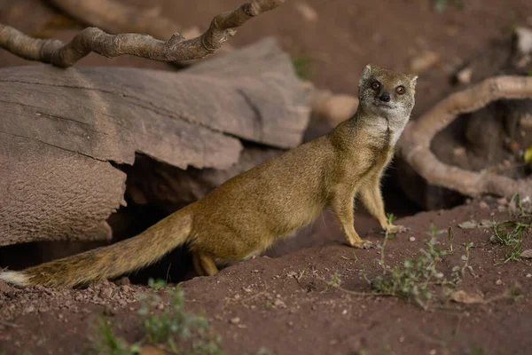 Hayvanat bahçesindeki safari parkında firavun faresi Snictis penisillata - yaz günü