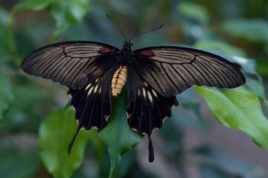 Tropikal bölgenin kelebeği kelebek yuvasında yumurtadan çıktı