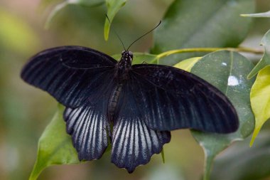 Tropikal bölgenin kelebeği kelebek yuvasında yumurtadan çıktı