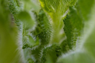 Detaylı makro soyutlamayla dikenli devedikeni tarzının yeşil yaprakları