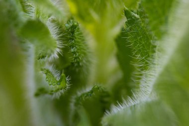Detaylı makro soyutlamayla dikenli devedikeni tarzının yeşil yaprakları