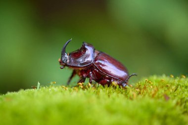 Gergedan böcek erkek, sabahın erken saatlerinde taze orman yosunu üzerinde yürüyor.