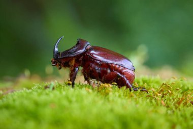 Gergedan böcek erkek, sabahın erken saatlerinde taze orman yosunu üzerinde yürüyor.