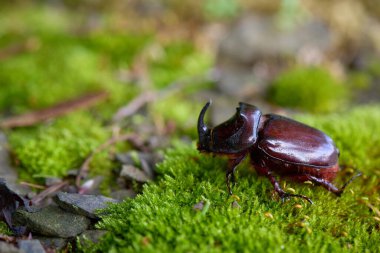 Gergedan böcek erkek, sabahın erken saatlerinde taze orman yosunu üzerinde yürüyor.