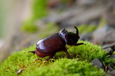 Gergedan böcek erkek, sabahın erken saatlerinde taze orman yosunu üzerinde yürüyor.