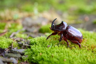 Gergedan böcek erkek, sabahın erken saatlerinde taze orman yosunu üzerinde yürüyor.