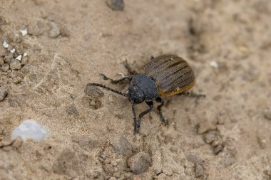 Kavak yapraklı Beatle Chrysomela populi bir çimen yaprağının üzerinde 