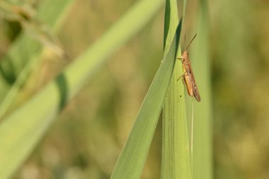 Çayır Çekirgesi Pseudochorthippus çimenler üzerinde paralel