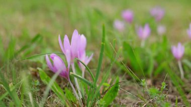 Sonbahar crocus takma adı çayır safranı Colchicum Autumnale on Meadow