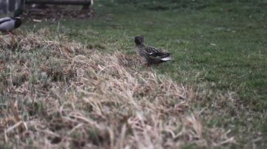 Yaban ördeği Anas platyrhynchos şehirde ve yakınlarda
