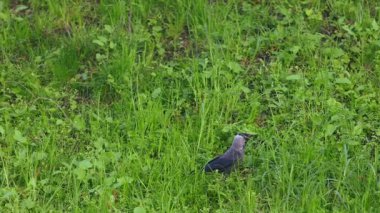 Jackdaw Kara Kuş Corvus Monedula Şehir parkında yavaş çekimde besleniyor
