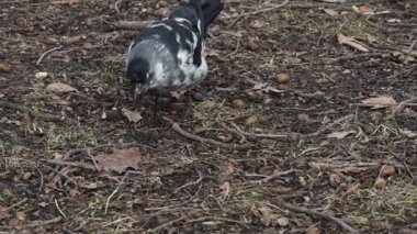 Jackdaw Kara Kuş Corvus Monedula Şehir parkında yavaş çekimde besleniyor
