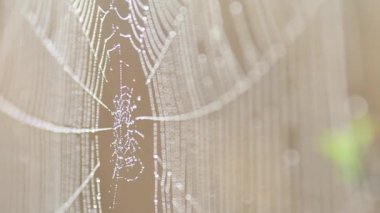 Yumuşak rüzgarda hareket eden çiğ damlalarıyla süslenmiş örümcek ağı