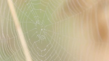 Yumuşak rüzgarda hareket eden çiğ damlalarıyla süslenmiş örümcek ağı