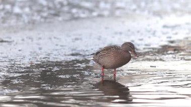 Yaban ördeği Anas platyrhynchos şehirde ve yakınlarda