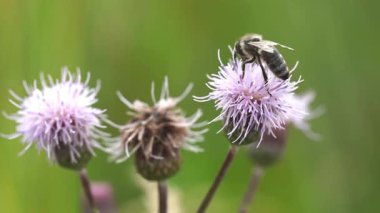 Bal arısı devedikeni çiçeğinin nektarını yavaş çekimde topluyor.