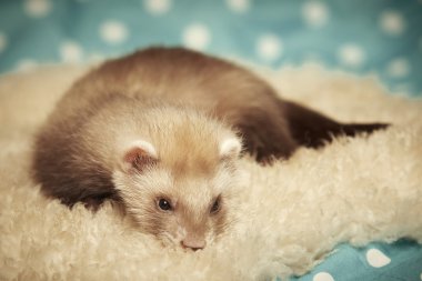 Güzel küçük gelincik kürkü döşeme