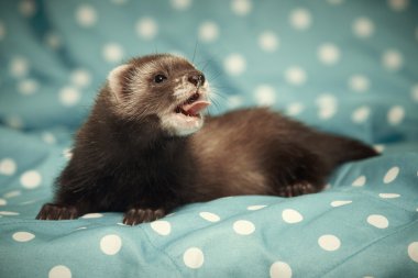 Gelincik mavi battaniye üzerinde gülümseyen